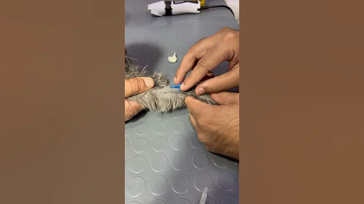 How to pass IV line (canula) in cats Part.5 Passing  #cat #care