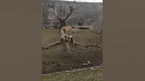 Phila Zoo Lion Family