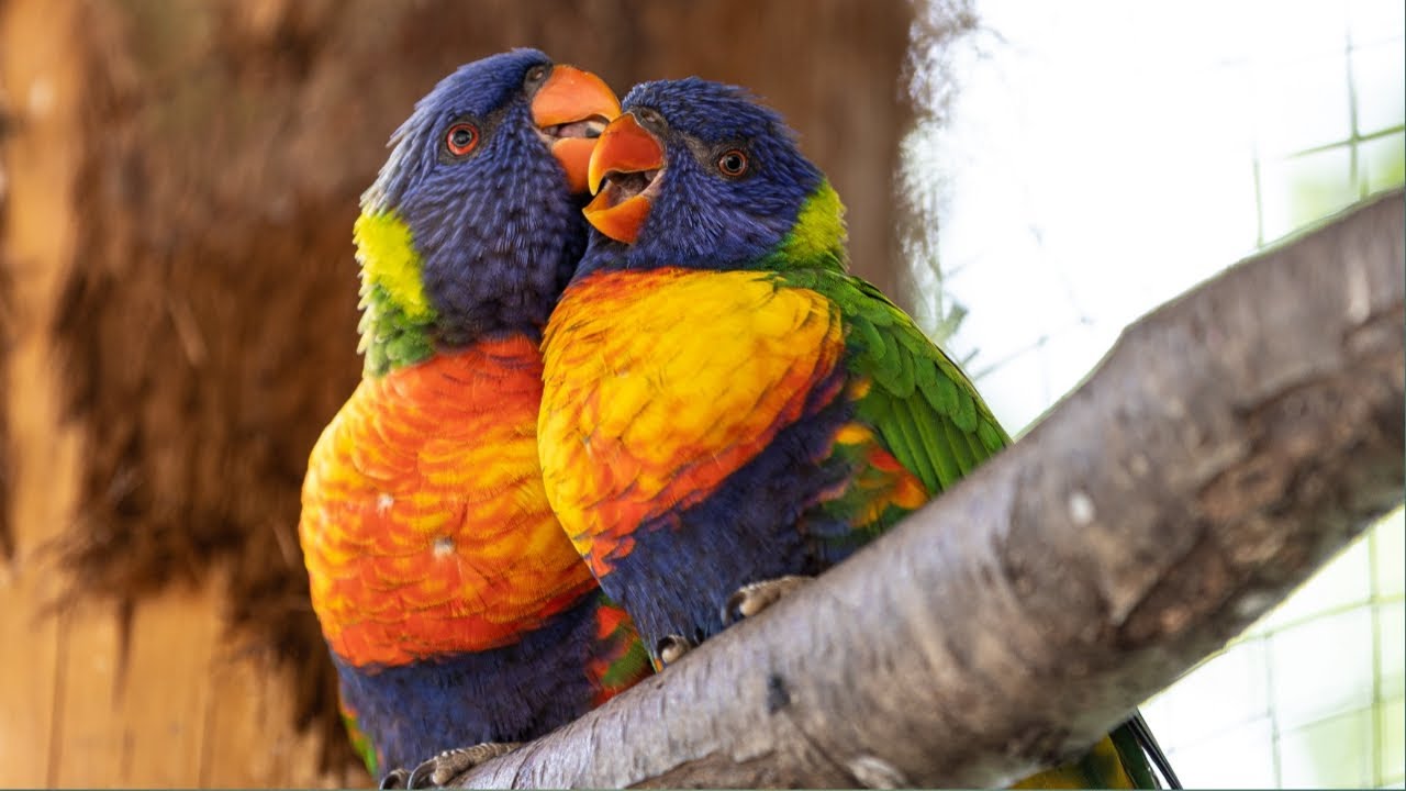 parrot bird - Love - kissing