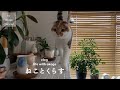 朝ごはんから始まる猫との日常/ガチャの整理/わが家のちいかわ【猫と暮らしのvlog】