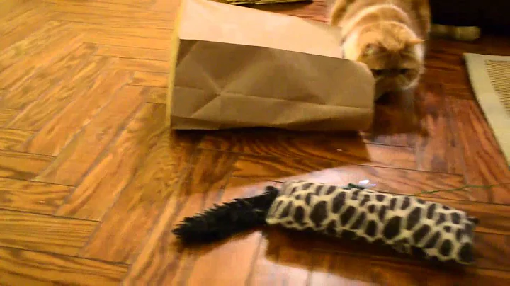 Video 1204211: exotic shorthair cat, exotic shorthair playing, shorthair cat faces