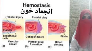 blood coagulation and hemostasis/zakhamon ka munjamand huny ka aml in urdu