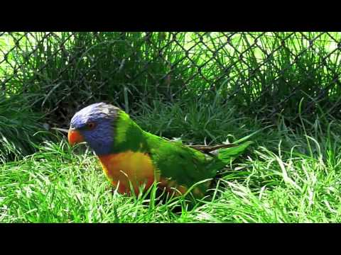Vidéo: Macaw sévère