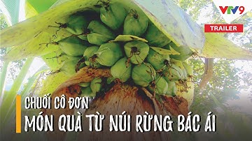 Trailer: Chuối cô đơn - Món quà từ núi rừng Bác Ái