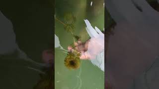 #pondlife #naturelovers #wildswimming #scenicview #underwaterphotography #photography #life #nature