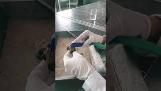 dissection of pila nervous system #study #shorts #viralvideo