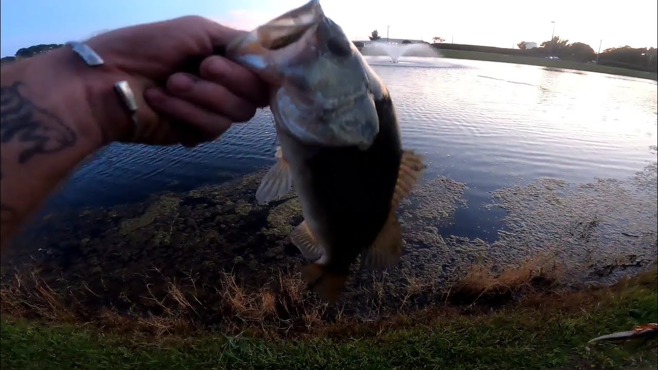 bass fishing with swimmin jig, blades, chatters and trigs YouTube