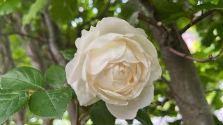 Fragrant Roses coming into Bloom