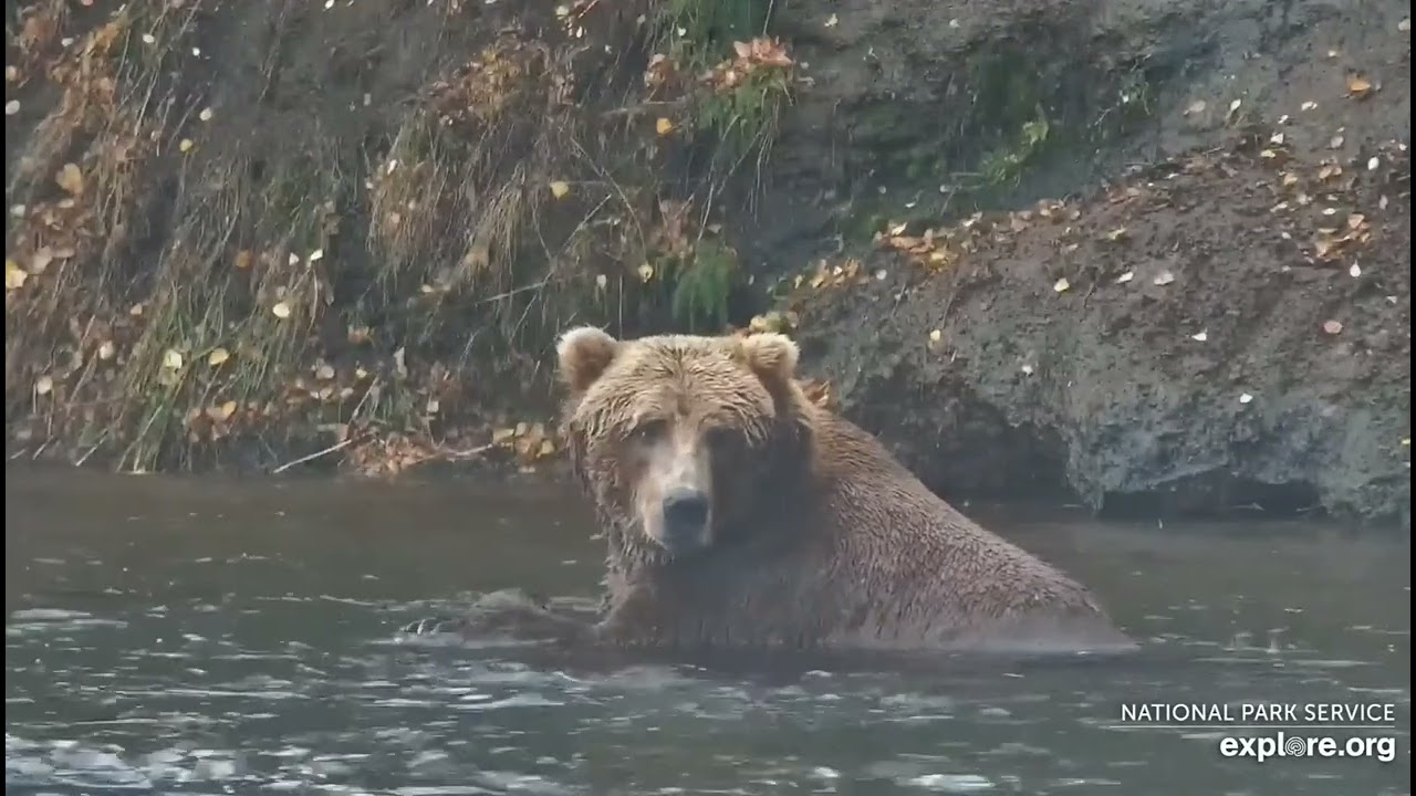 11.10.25  Gully 903  - Brooks Falls Katmais , Explore.org