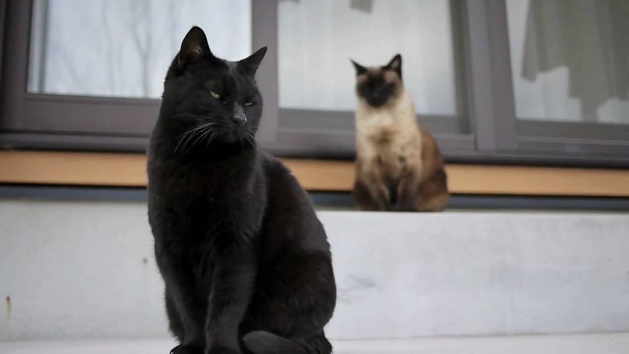 When Black Cat Has All Black Kittens When Black Cat Has All Black Kittens