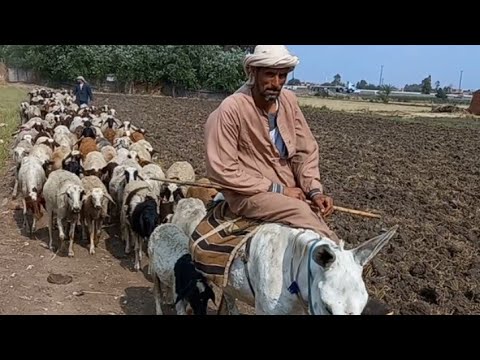 راعي الاغنام في مصر شغل كوميدي 