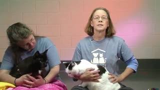 Top 10 Reasons Why Senior Cats Rule