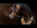 الحصان العربي المصري الأصيل | الفحل الجميل أليكسير ابن الفحل إليكسير | Alixir by The Elixir