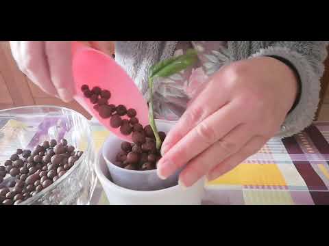 Video: Cultivo de plantas en interiores con hidroponía
