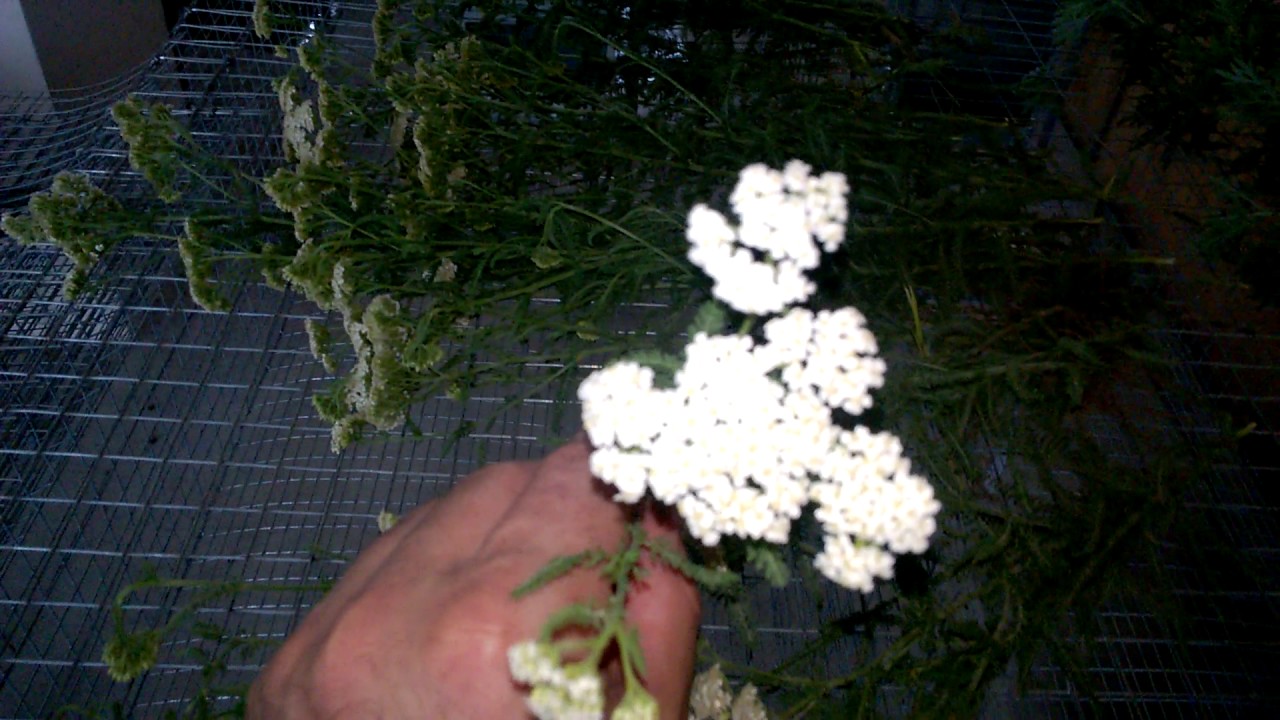 Plante medicinale pentru iepuri,pelinul,coada soarecelui / cresterea iepurilor