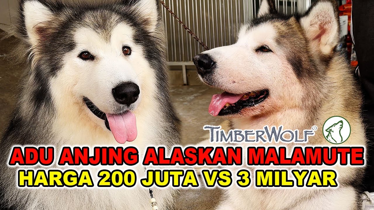 Adu Anjing Alaskan Malamute Harga 200 Juta VS 3 Milyar