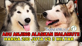 Adu Anjing Alaskan Malamute Harga 200 Juta VS 3 Milyar