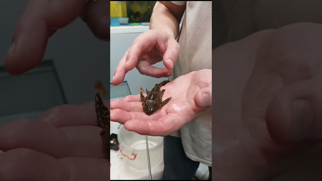 Новая живность в моих руках. Плекостомус. 