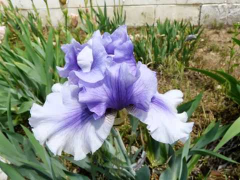 Mit's Tall Bearded Iris Show 2013 , 2014