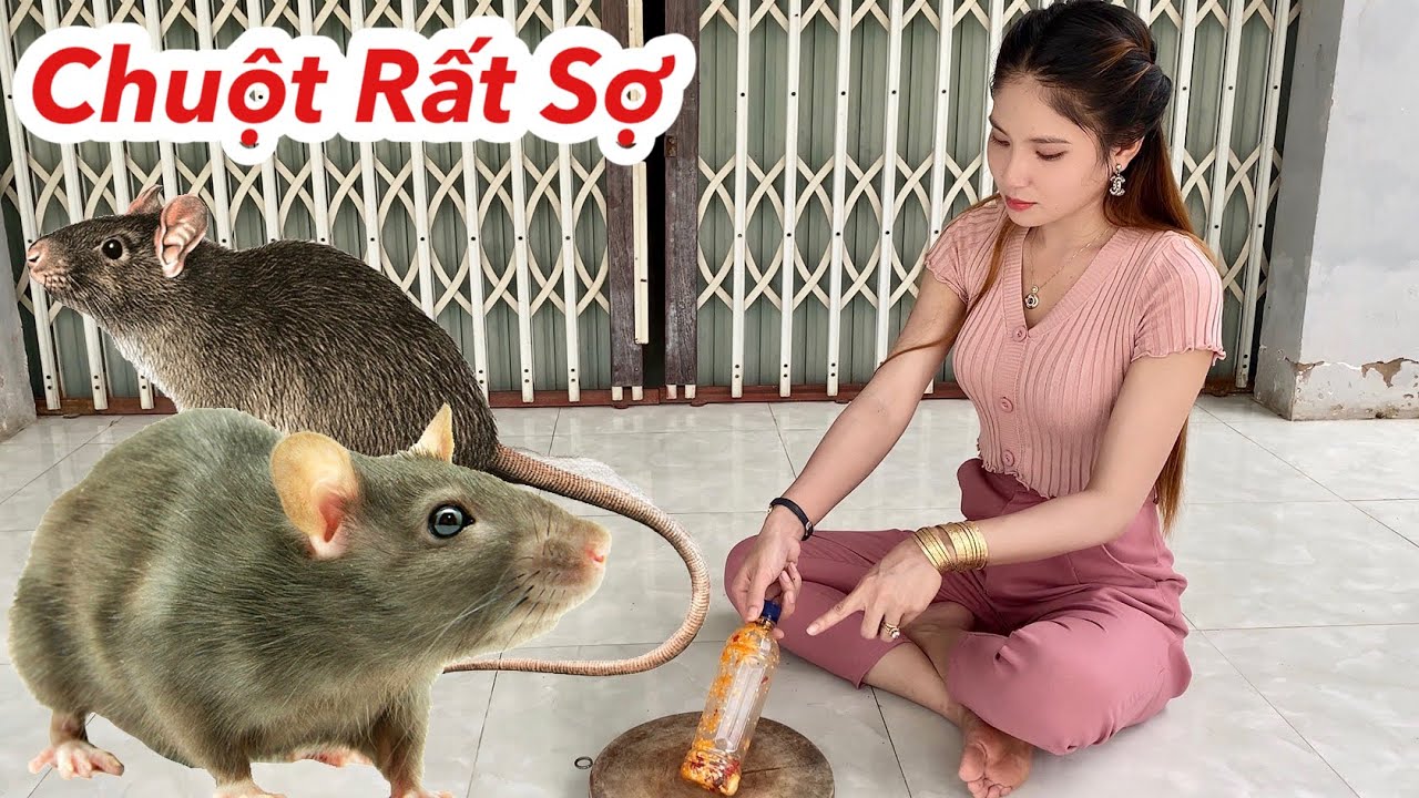 Chuột Gặp Thứ Này Sợ Bỏ Đi Hết, Dùng 1 Lần Chuột Trong Nhà Bỏ Đi Hết Không Cần Tốn Tiền Mua Thuốc