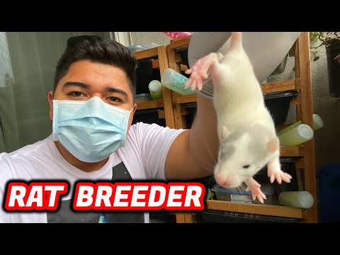 Video: How To Breed Rats