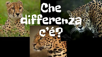 Che differenza c'è tra il leopardo e il ghepardo?