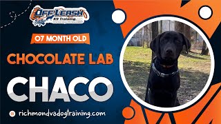 Chaco | 7MO Chocolate Lab | Best Dog Trainers | NOVA by Off Leash K9 Training, Central Virginia 39 views 3 weeks ago 8 minutes, 52 seconds