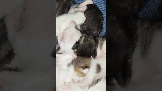 #yavrukedi #istanbul #kitten #kedi #love #hayvansevgisi #23nisanulusalegemenlikveçocukbayramı