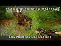 Vacas y becerros de Torrehandilla para el destete, traslado entre la maleza | Toros desde Andalucía