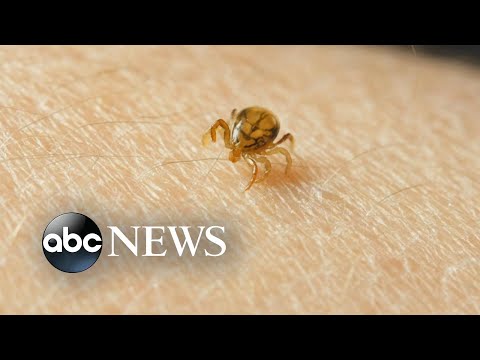 Video: Tick habitats. Encephalitis tick: habitats