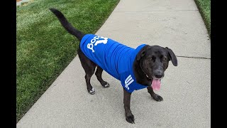 Pepper - Agility Course Training