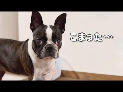 最初で最後!「幻のボスフェスセット」販売します。全員対象の楽しい特典は後半に。