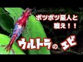 【エビ水槽/チェリーシュリンプ】エビのポツポツ死が止まった。なぜ始まったのか、何をして終息したのか？【ソイルブレイク危機からの脱却なのか】アンモニアを疑う【アクアリウム】