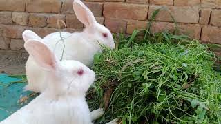 Beautiful Rabbits bunnies very happy || Village life Pakistan