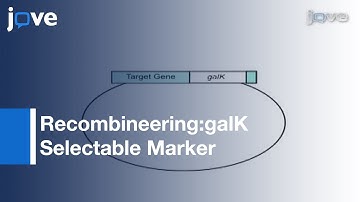 Production: C. elegans Transgenes Via Recombineering With galK Selectable Marker l Protocol Preview