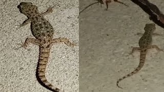 Lizard With Roach Climb Walk On The Wall At Night