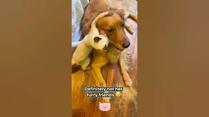 Watch the video about Adopt Zeva! #adoptcats #adoptdontshop #adoptme