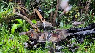 Bird Spa Day in My Garden | Relaxing ASMR Nature Sounds