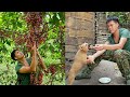 life in the forest, harvesting wild fruits, my new companion, green forest life, survival alone