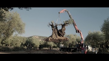 『オリーブの樹は呼んでいる』予告