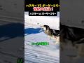 【スキー】ハスキーとボーダーコリーを走らせたら、飼い主が一番最初にバテました笑 #shorts