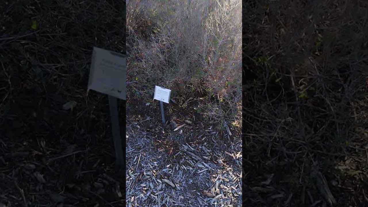 Texas plant garden in Phil Hardberger Park. labeled native Texas plants tour 