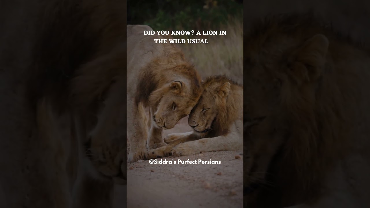 #LionFacts
