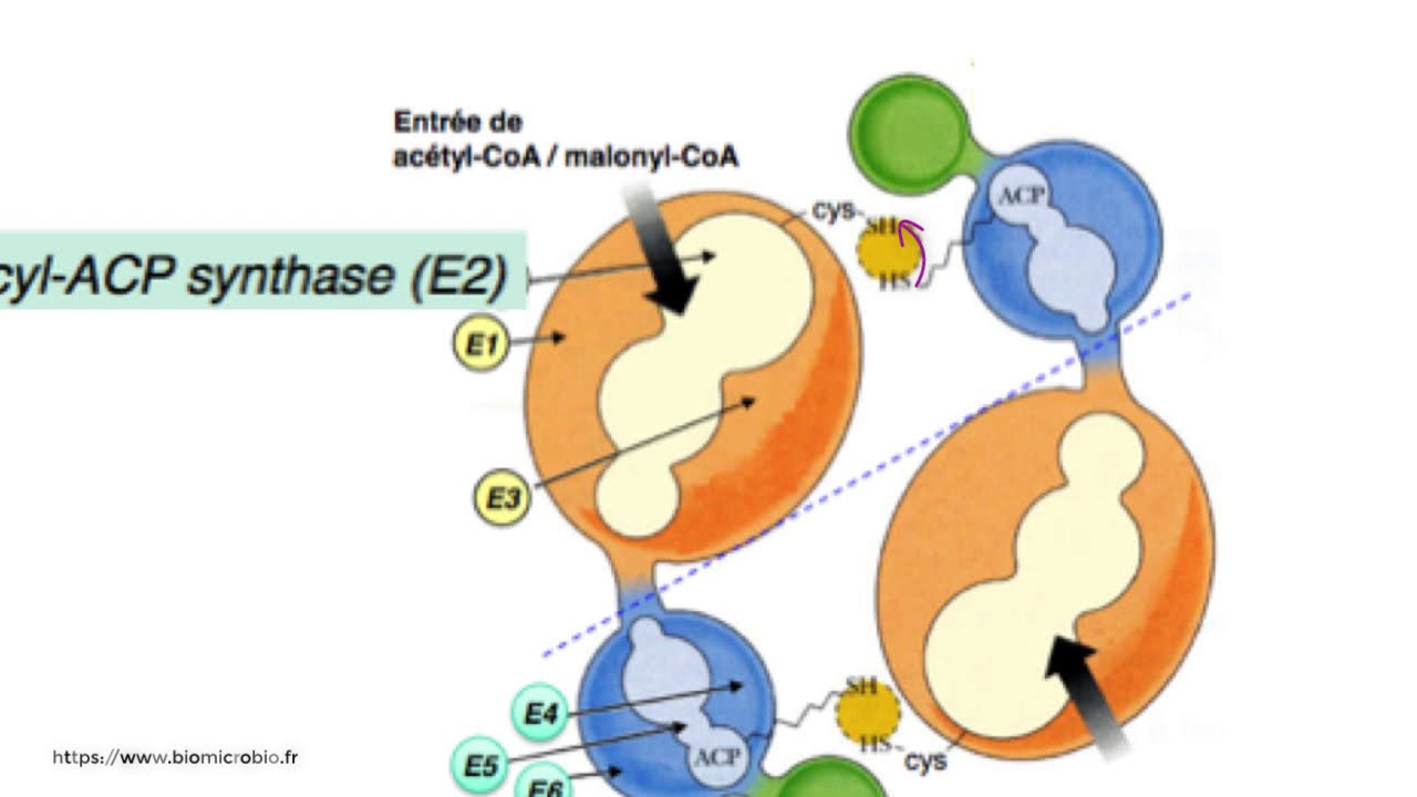 Synthèse des AG version 2019