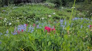 Там нет меня || I'm Not There