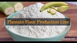 Banana Flour Making Plant Plantain Powder Production Process #plantains #banana
