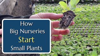 How Big Nurseries Start Small Plants