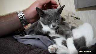 Kitten after spaying is like a drunk woman by Giorgi Aptsiauri 209 views 2 years ago 2 minutes, 41 seconds