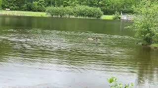 IMG 6907