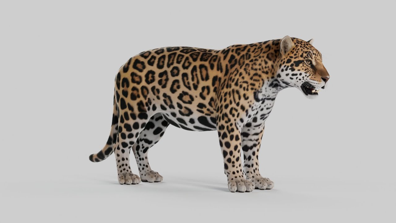 3D Jaguar Turntable - Maya & Zbrush - Model is Available